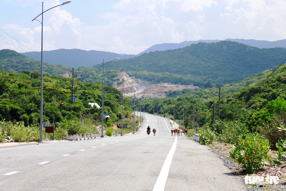 Locals herd their cattle on the Vinh Hy – Binh Lap coastal road in south-central province of Khanh Hoa, which faces the East Vietnam Sea. Photo: Duy Ngoc / Tuoi Tre