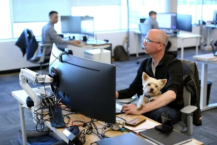 Samson, a Yorkshire Terrier spends part of the day on the lap of owner Trevor Watts, a project controls manager at the office of Chandos Bird joint venture. Photo: AFP