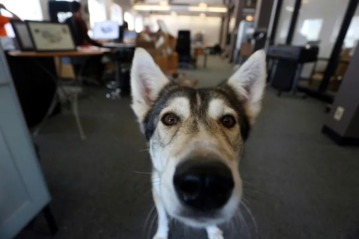 Canadian offices going to the dogs as work-from-home ending