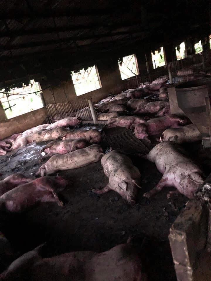 Lightning strike kills 230 pigs in Vietnam