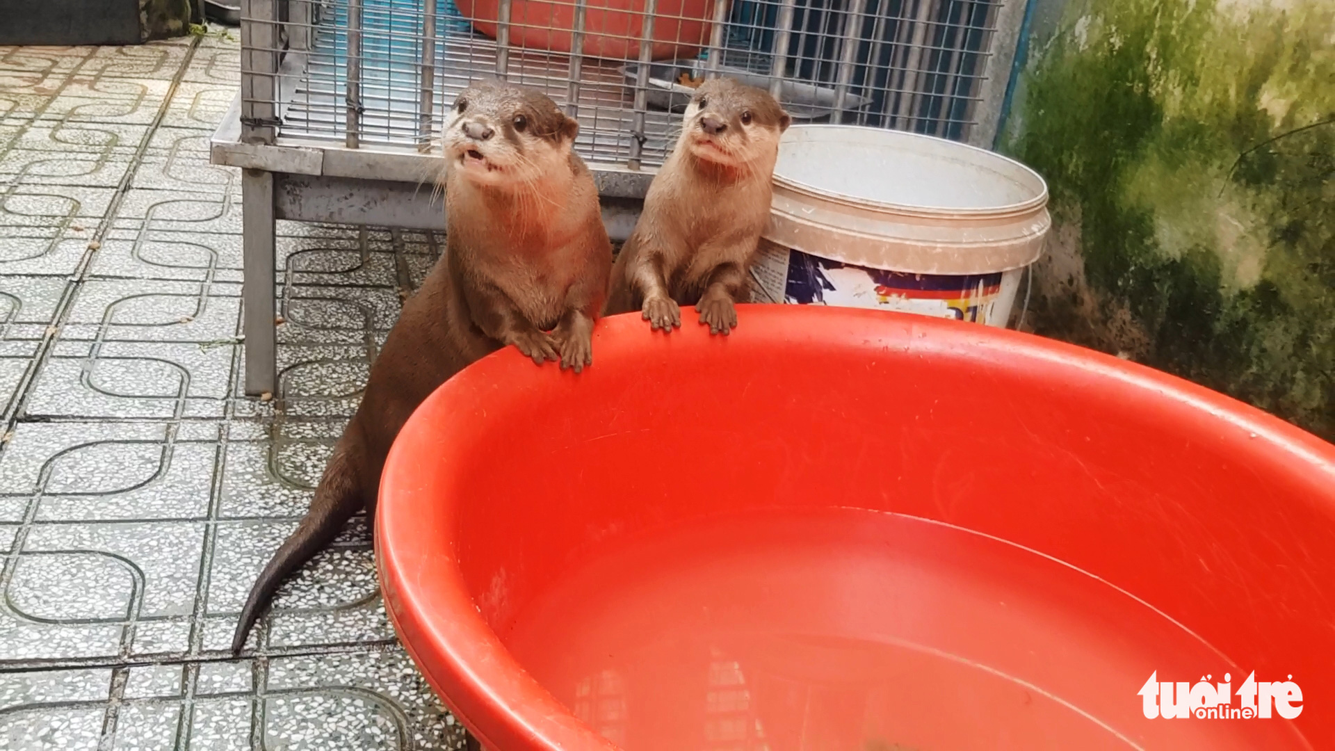 Senior woman hands over two otters to Ho Chi Minh City forest protection department