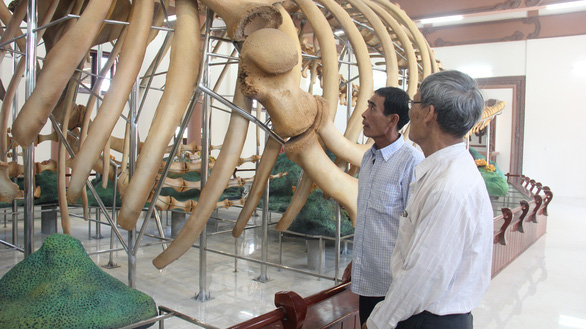 The whale bones are very large compared to the human size. Photo: Truong Trung / Tuoi Tre