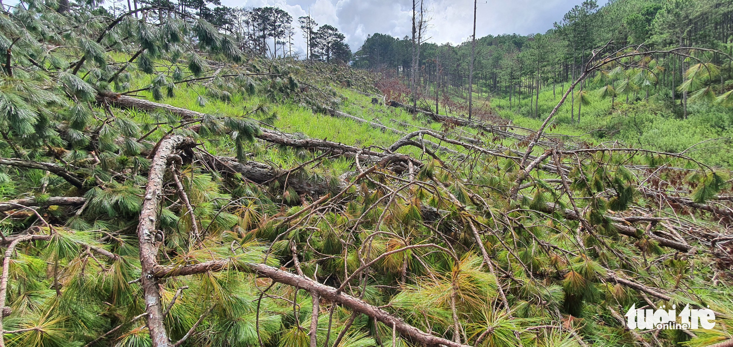 Pine trees are chopped down at the Lam Vien protection forest in Da Lat City, Lam Dong Province, Vietnam in this photo taken on May 17, 2022. Photo: M. V. / Tuoi Tre