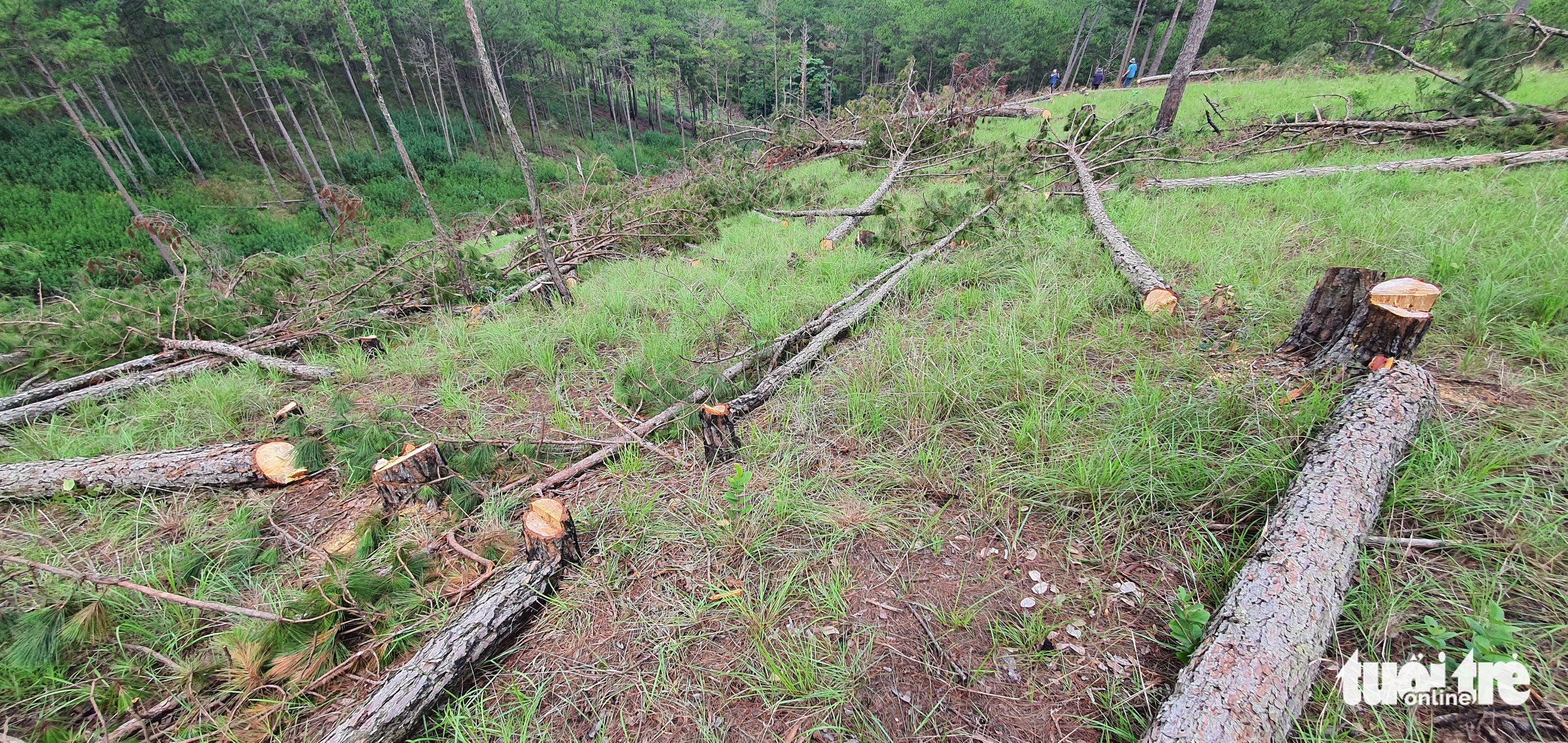 Hundreds of pine trees illegally chopped down in inner Da Lat forest