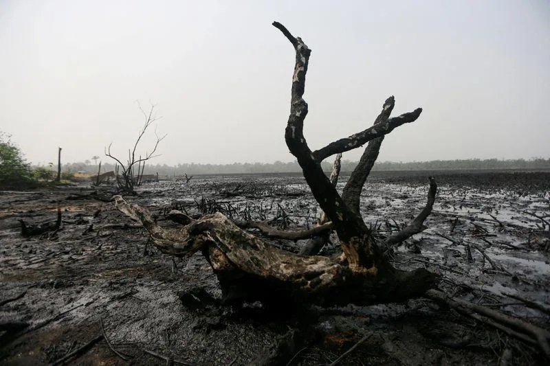 A dead tree is seen in a polluted mangrove area of Bakana ii camp in the Niger delta area of Okrika, Rivers state. Photo: Reuters