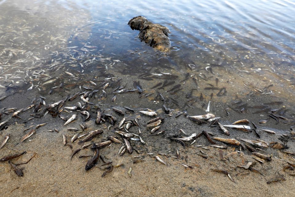 Dead fish appear on the beaches of La Manga del Mar Menor, Murcia, Spain, August 21, 2021. Photo: Reuters