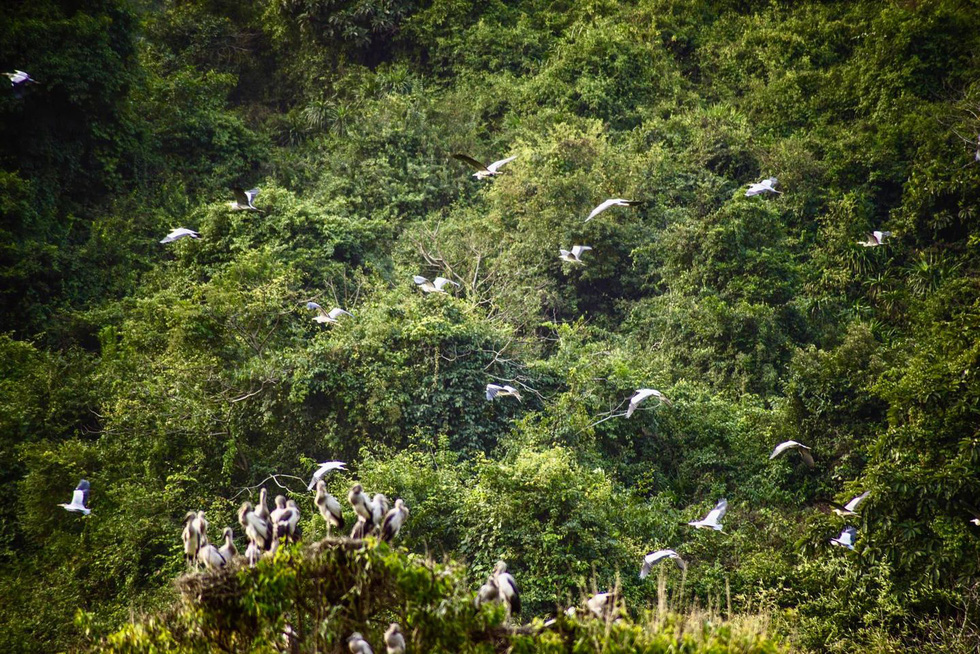 Birds fly at the Thung Nham Bird Park Eco-tourism Area in Ninh Binh Province, Vietnam. Photo: Bui Truong Chung / Tuoi Tre