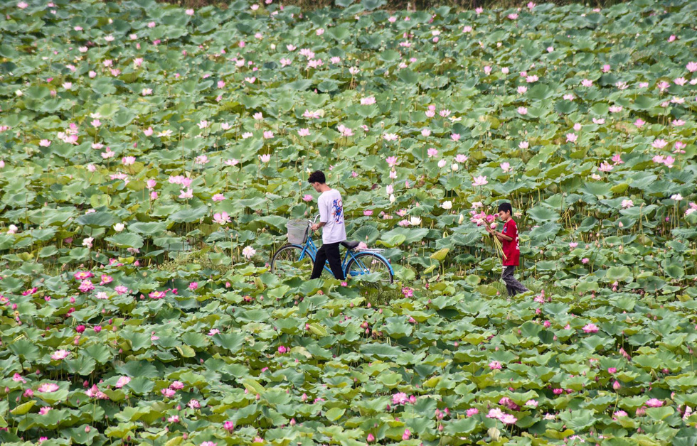 Tourists pick lotus flowers at a lotus pond in Ninh Binh Province, Vietnam. Photo: Bui Truong Chung / Tuoi Tre
