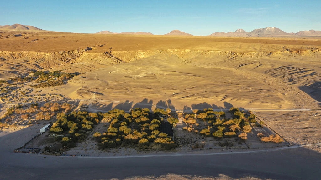 'Kind of complicated': Growing grapes in the world's driest desert