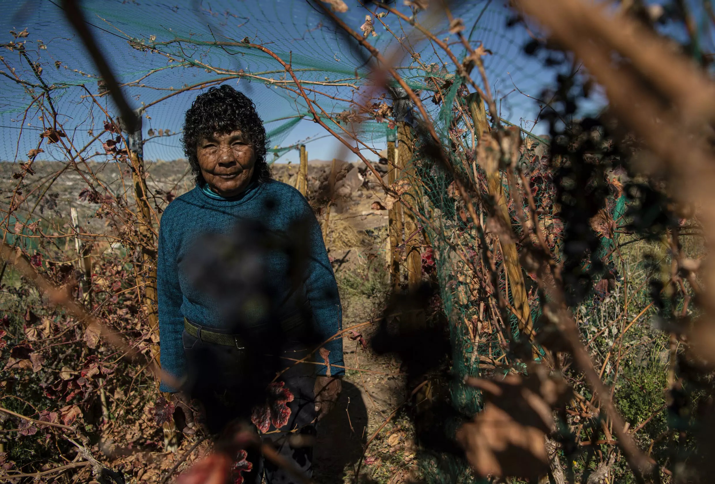 Cecilia Cruz produces syrah and pinot noir grapes on Chile's highest vineyard. Photo: AFP