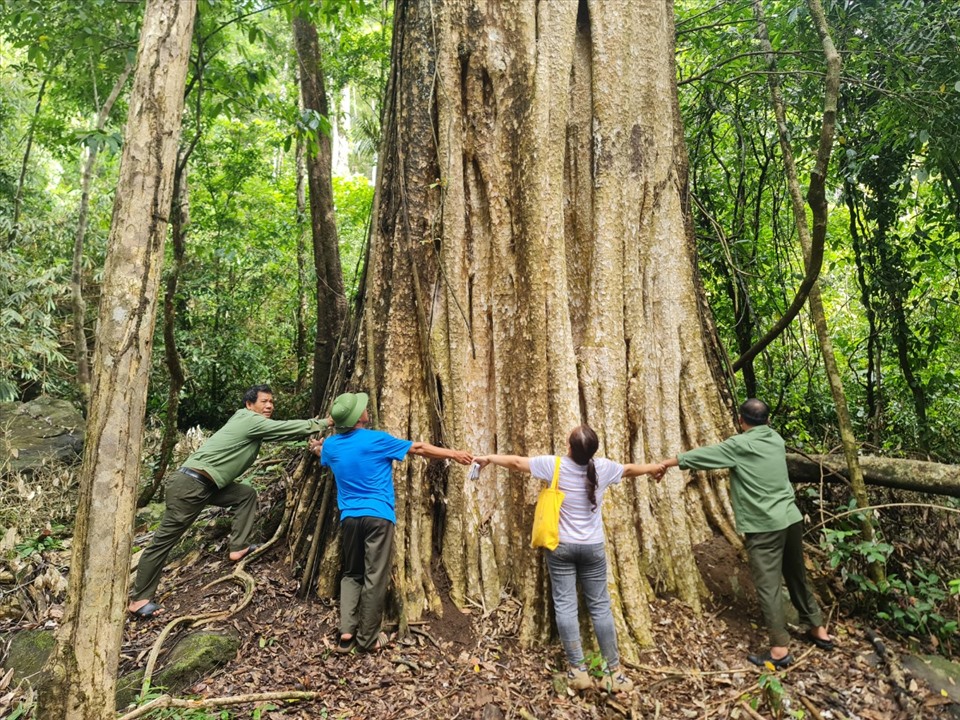 Rangers and officials hug a 600-year-old crape myrtle tree that has been recognized as a heritage tree in Quang Truc Commune, Tuy Duc District, Dak Nong Province, Vietnam. Photo: D.P. / Tuoi Tre
