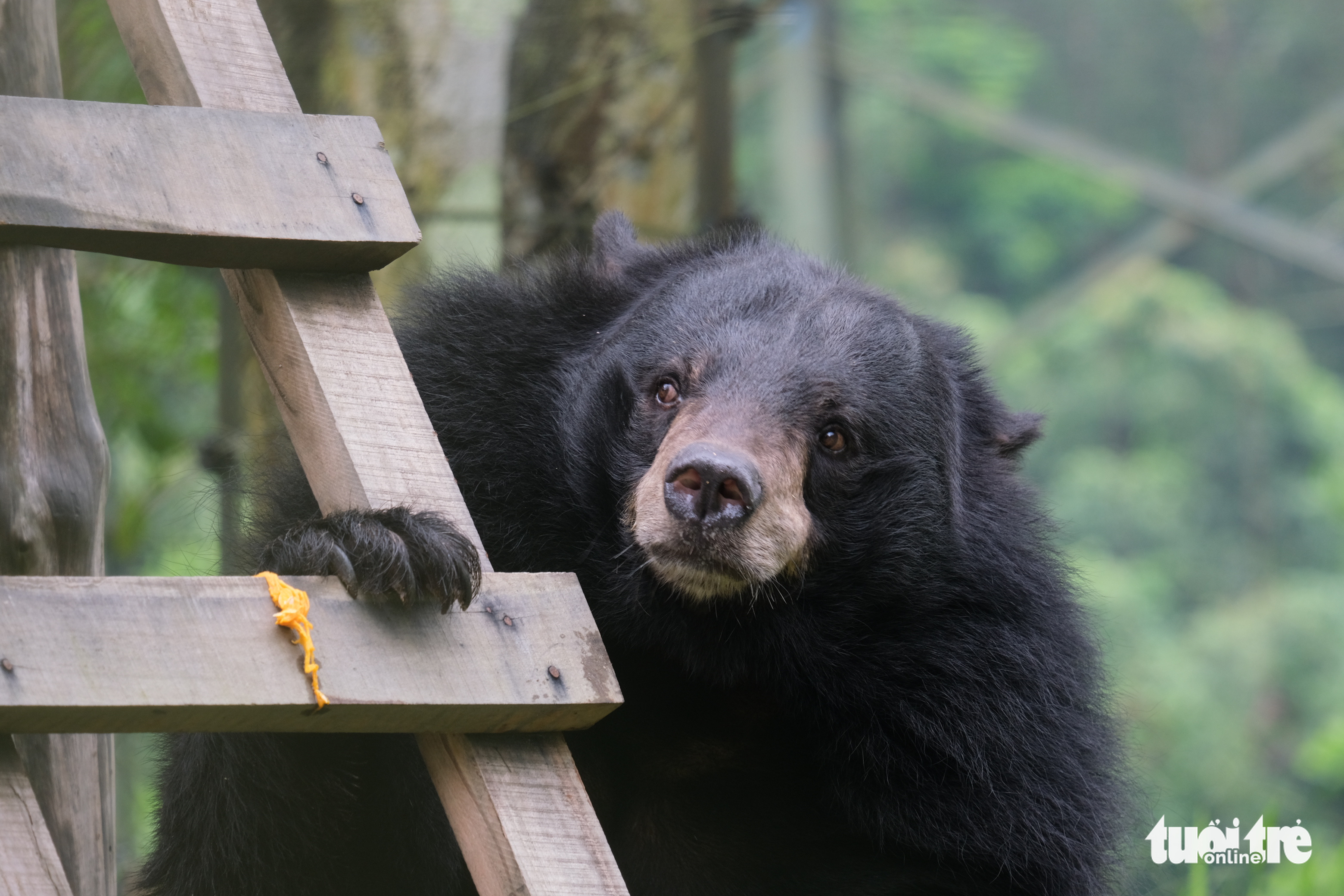 Int’l, Vietnamese stars join hands for bear protection campaign