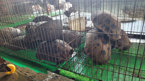 Turtles up for sale at Thanh Hoa bird market in Long An. Photo: Tam Le / Tuoi Tre