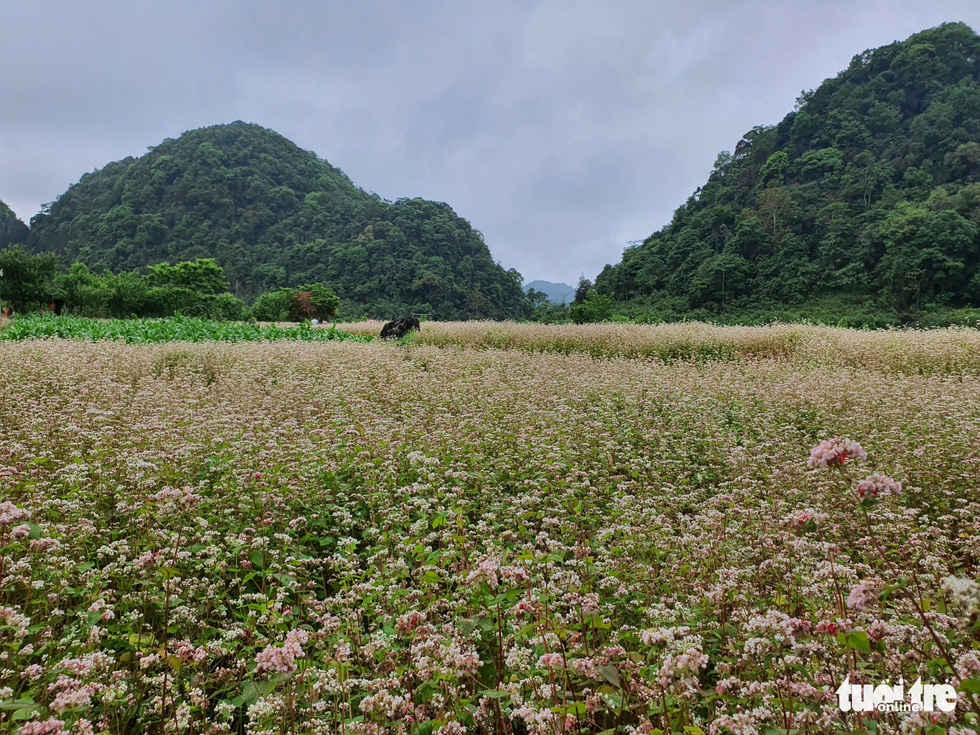 A field of blooming buckwheat flowers in Ha Giang Province, Vietnam. Photo: Nhu Binh / Tuoi Tre