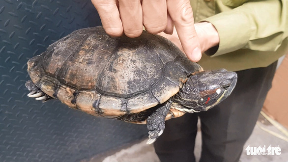One of the red-eared turtles handed over by a resident to Ho Chi Minh City’s forest rangers is seen in this image. Photo: Ngoc Khai / Tuoi Tre