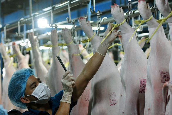 An employee of Thy Tho slaughterhouse in Long Khanh City, Dong Nai Province checks slaughtered pigs before sending them to supermarkets. Photo: A Loc / Tuoi Tre