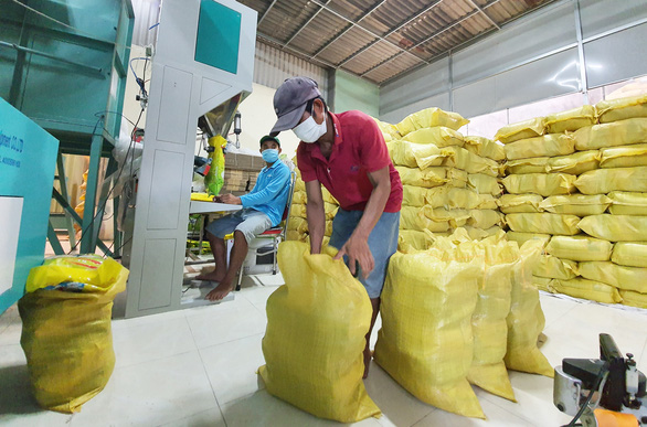 ST25 rice is packaged at Ho Quang Cua’s factory in Soc Trang Province. Photo: Chi Quoc / Tuoi Tre