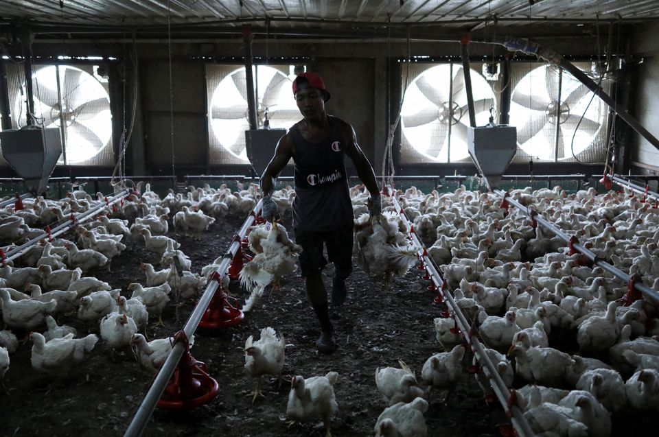 A worker carries chickens at a poultry farm in Sepang, Selangor, May 27, 2022. Photo: Reuters