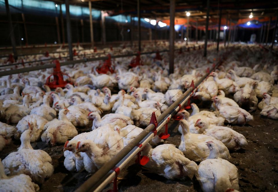 Chickens are seen inside a poultry farm in Sepang, Selangor, May 27, 2022. Photo: Reuters