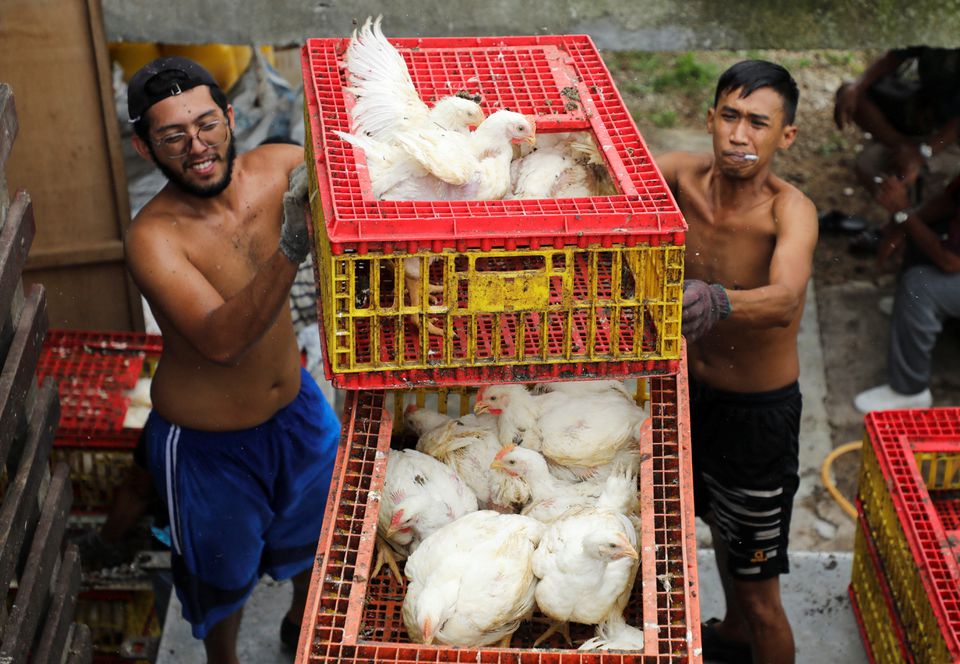 Workers load the chickens onto a lorry at a poultry farm in Sepang, Selangor, May 27, 2022. Photo: Reuters