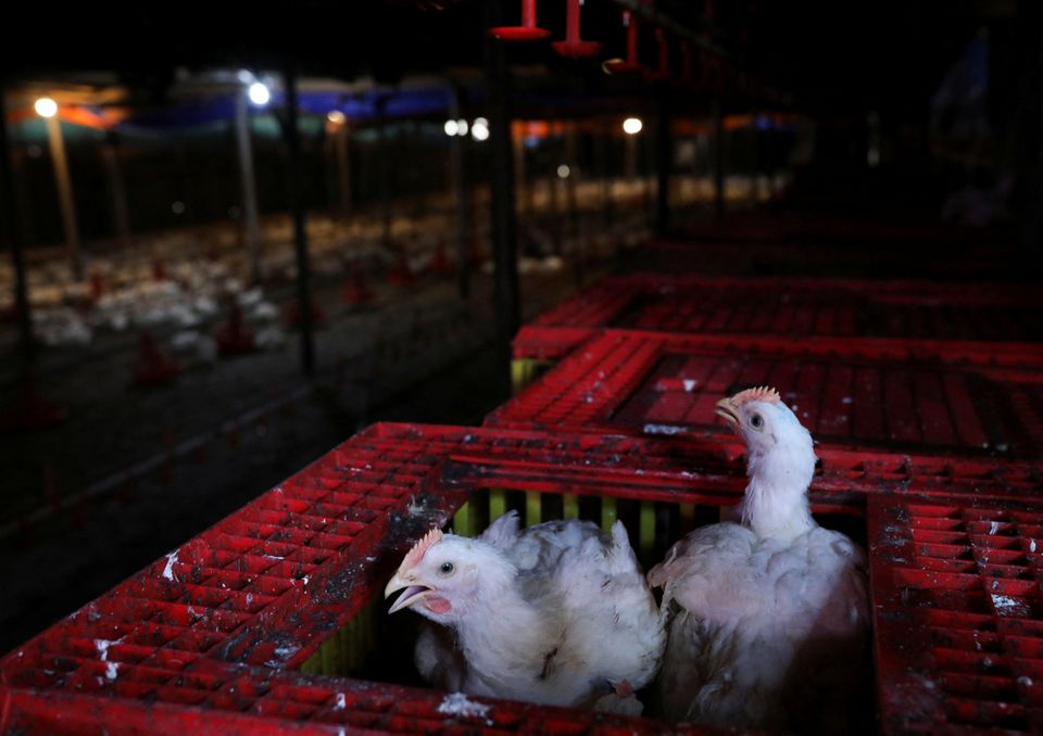 Chickens seen inside a cage at a poultry farm in Sepang, Selangor, May 27, 2022. Photo: Reuters