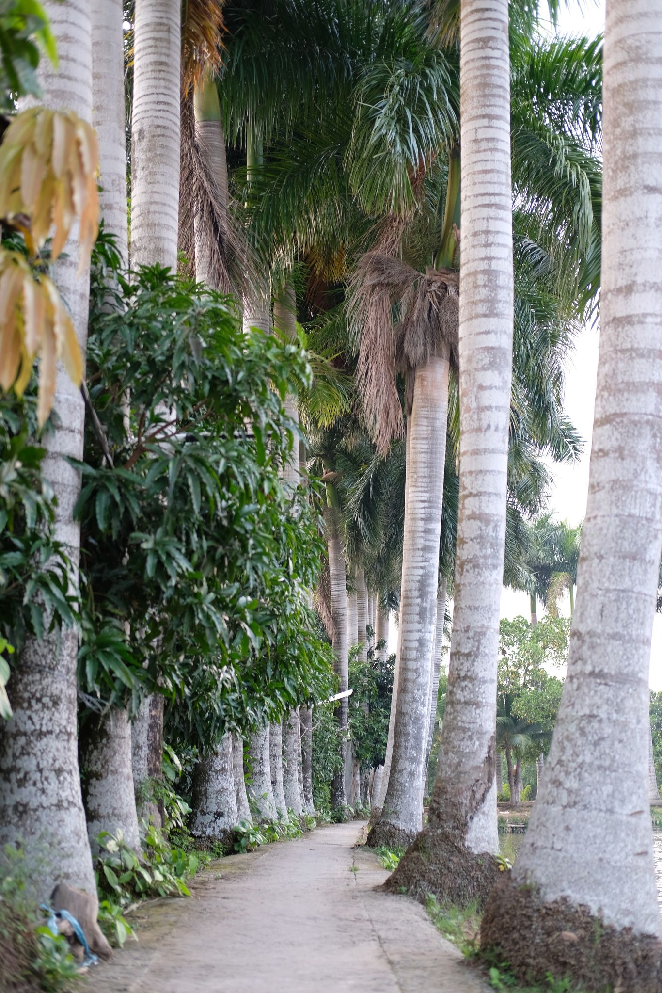 Big areca trees line a road on Son Islet in Can Tho City, Vietnam. Photo: Tran Phuong / Tuoi Tre News