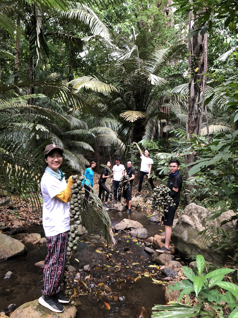 Trekkers explore the arenga pinnata forest, picking the fruit of the arenga pinnata and processing it in a stream. Photo: Vi Thich / Handout via Tuoi Tre