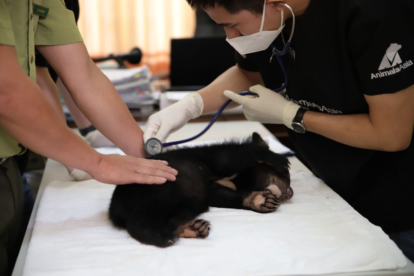 Two endangered Asian black bears handed over to rescue center in Vietnam