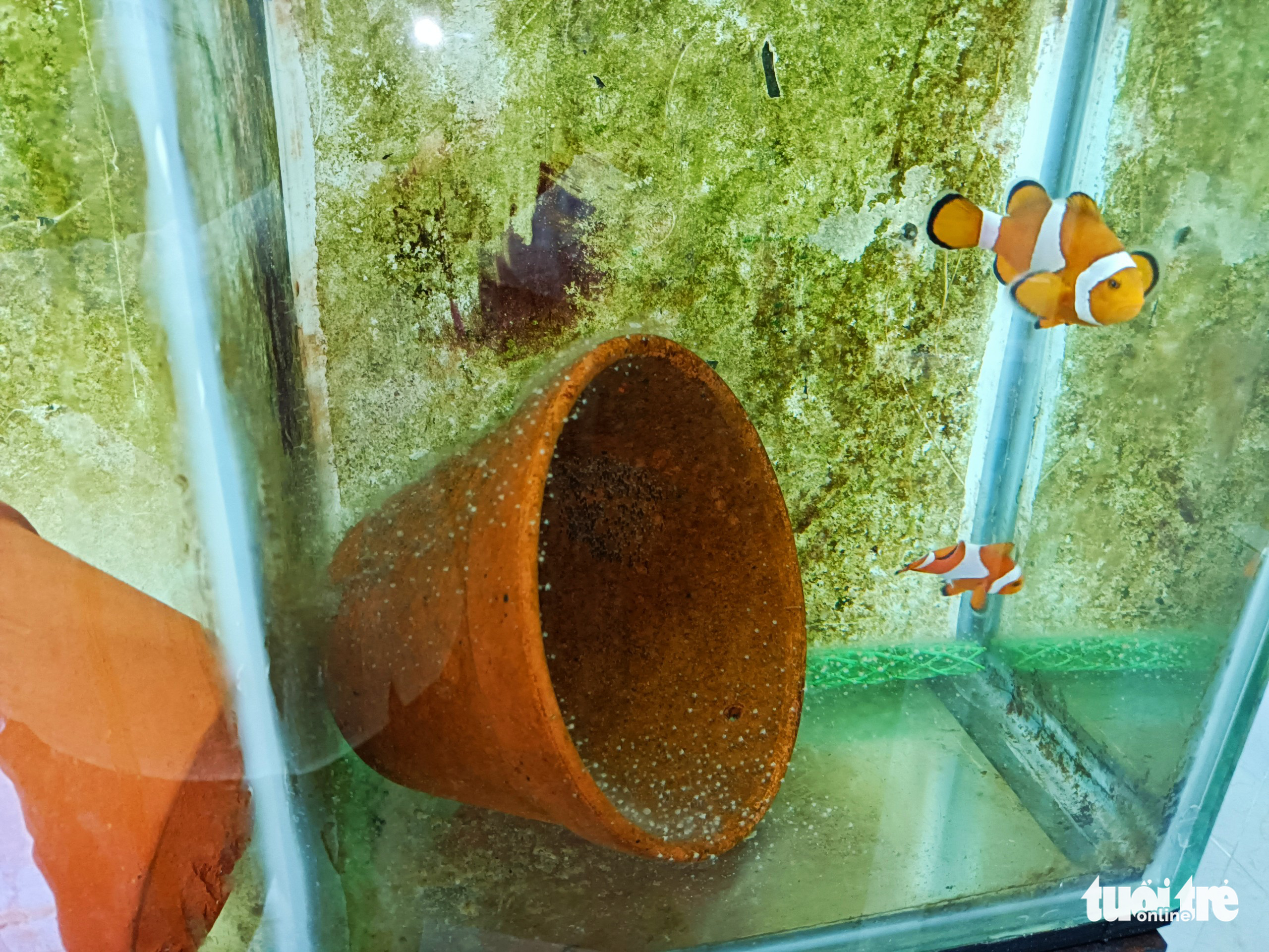Clownfish are raised in a tank at the Institute of Oceanography in Khanh Hoa Province, Vietnam. Photo: Minh Chien / Tuoi Tre