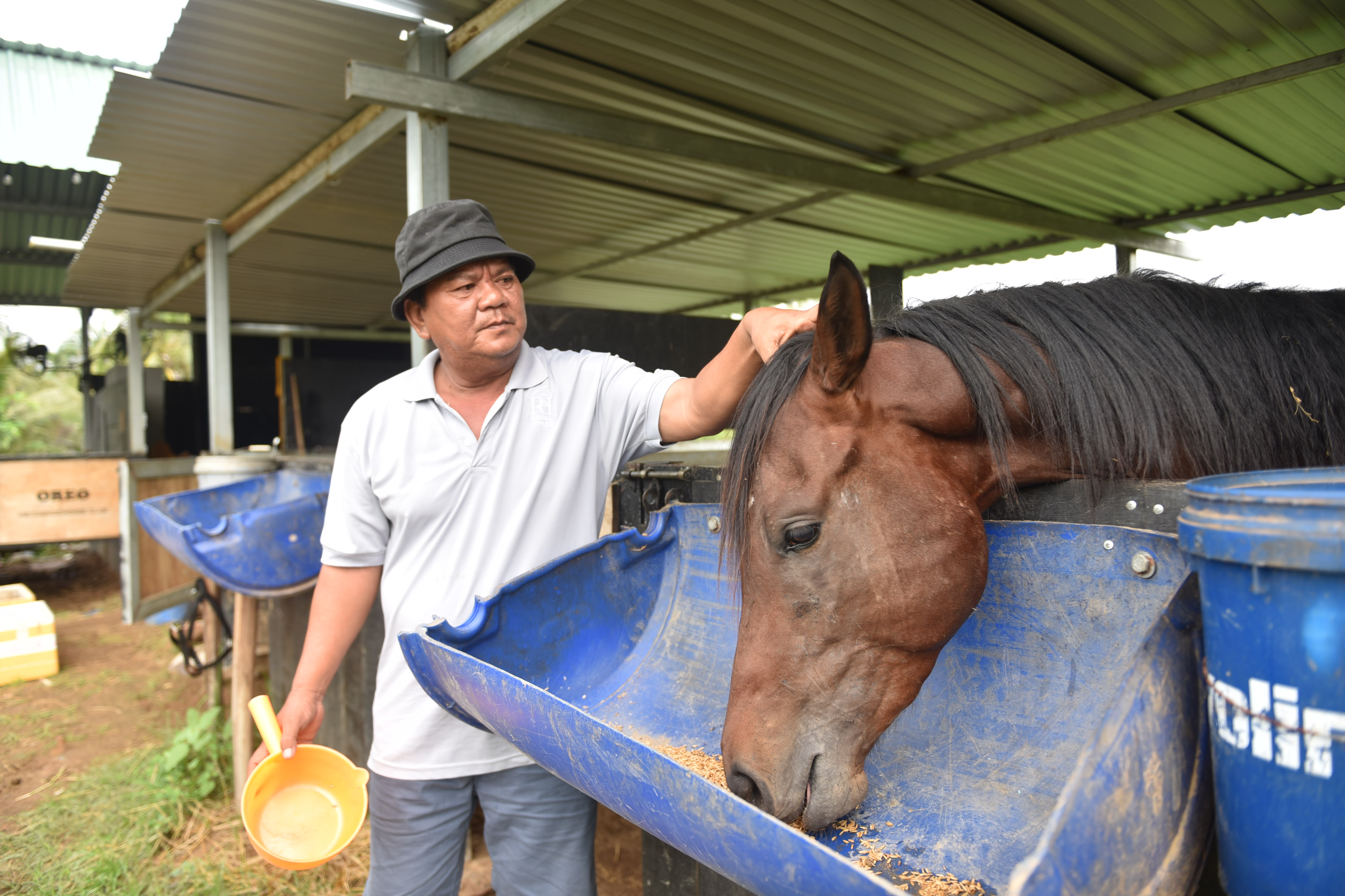 Tran Thanh Tam, a staff member who cares for the horses at Vietgangz Horse Club, said the horses mainly eat rice and grass.  Their feeding times are 7 am and 5 pm. Photo: Ngoc Phuong / Tuoi Tre News