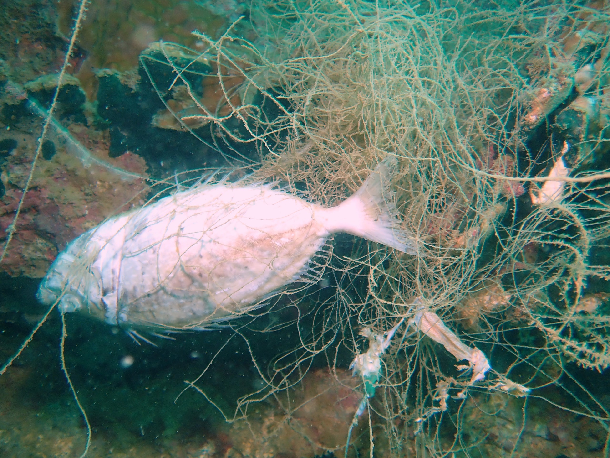 A dead fish is stuck in a fishing net at the Hon Mun Nature Reserve in Nha Trang City, Khanh Hoa Province, Vietnam. Photo: Van Duc /Handout via Tuoi Tre