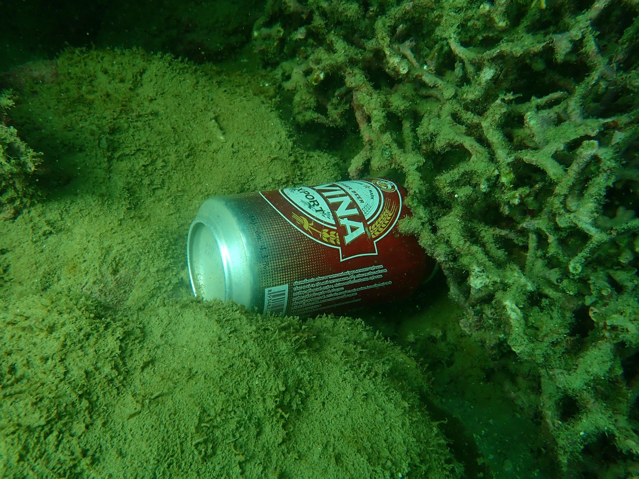 A beer can is stuck on the coral at the Hon Mun Nature Reserve in Nha Trang City, Khanh Hoa Province, Vietnam. Photo: Van Duc /Handout via Tuoi Tre
