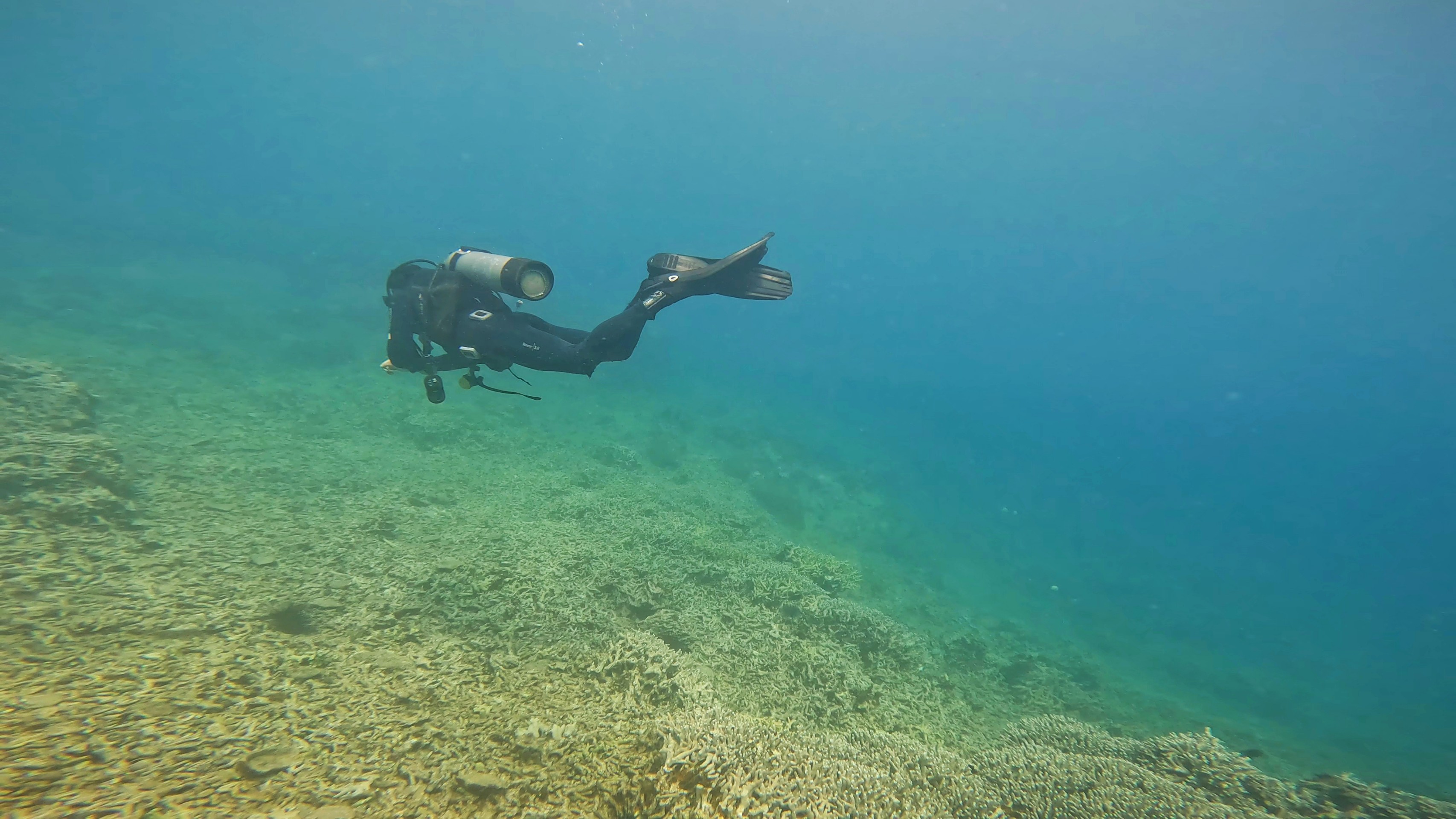 Divers point out multiple possible causes of dead corals at nature reserve in Vietnam
