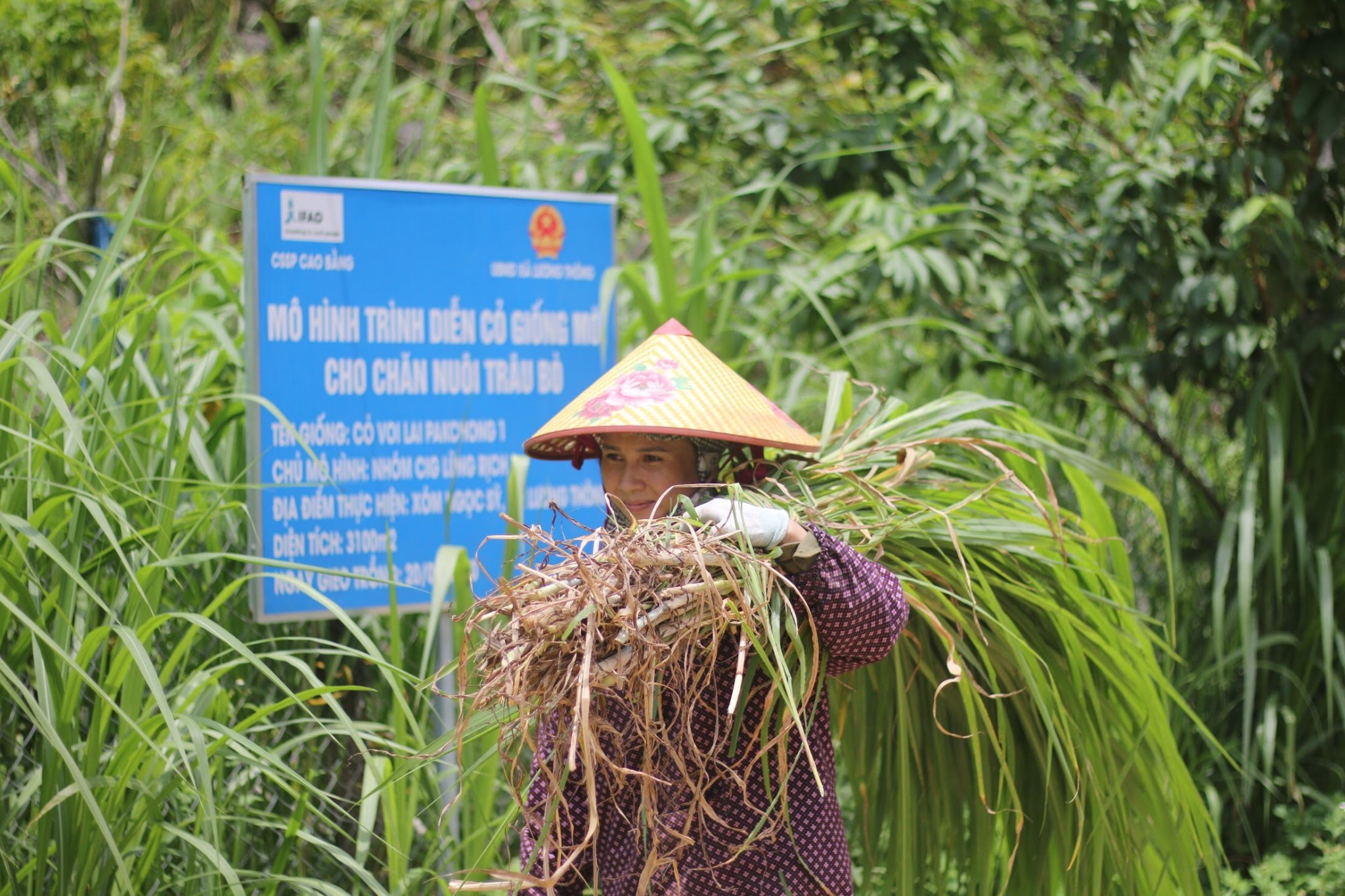 IFAD supports Vietnam’s agriculture and rural development to respond to climate change