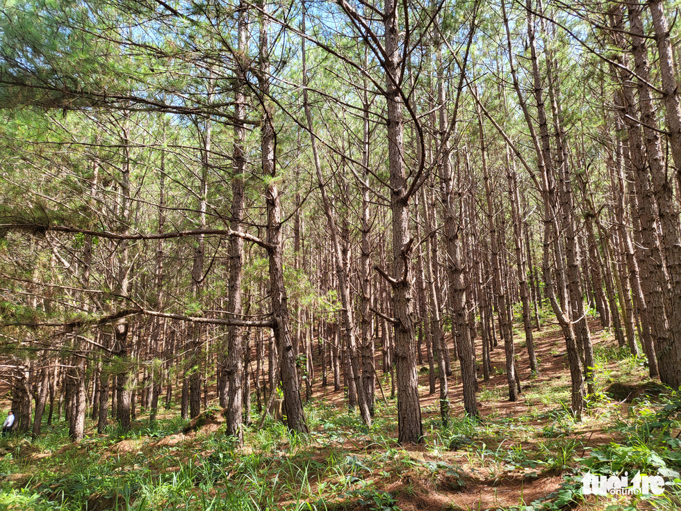 A pine forest in Kon Ka Kinh National Park in the Central Highlands province of Gia Lai. Photo: Hai Kim / Tuoi Tre