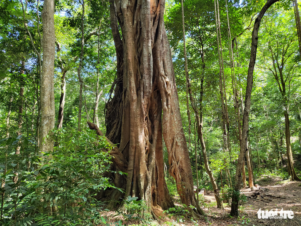 An ancient banyan tree in Kon Ka Kinh National Park in the Central Highlands province of Gia Lai. Photo: Hai Kim / Tuoi Tre