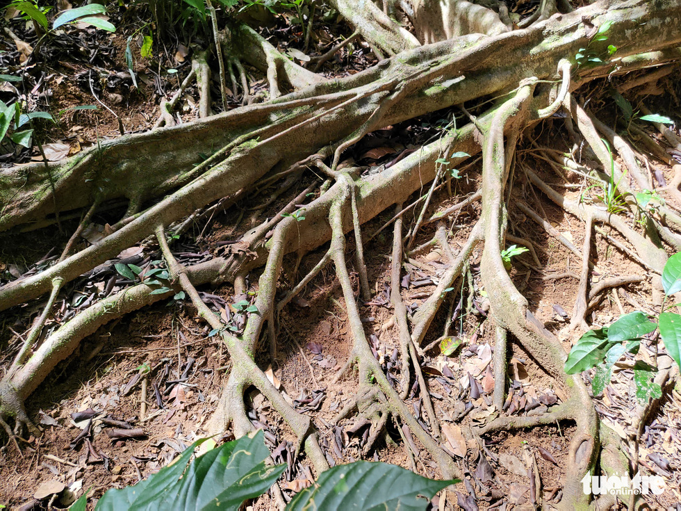 The root system of an over-300-year-old banyan tree in Kon Ka Kinh National Park in the Central Highlands province of Gia Lai. Photo: Hai Kim / Tuoi Tre