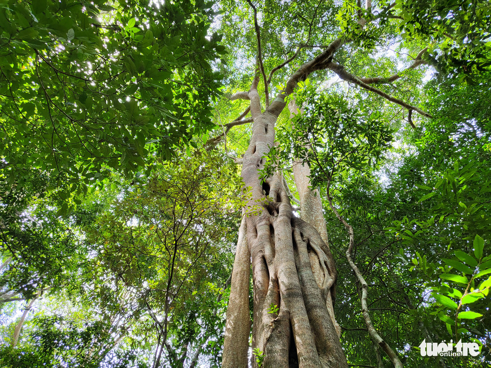 Roots from a banyan tree embrace another tree in Kon Ka Kinh National Park in the Central Highlands province of Gia Lai. Photo: Hai Kim / Tuoi Tre