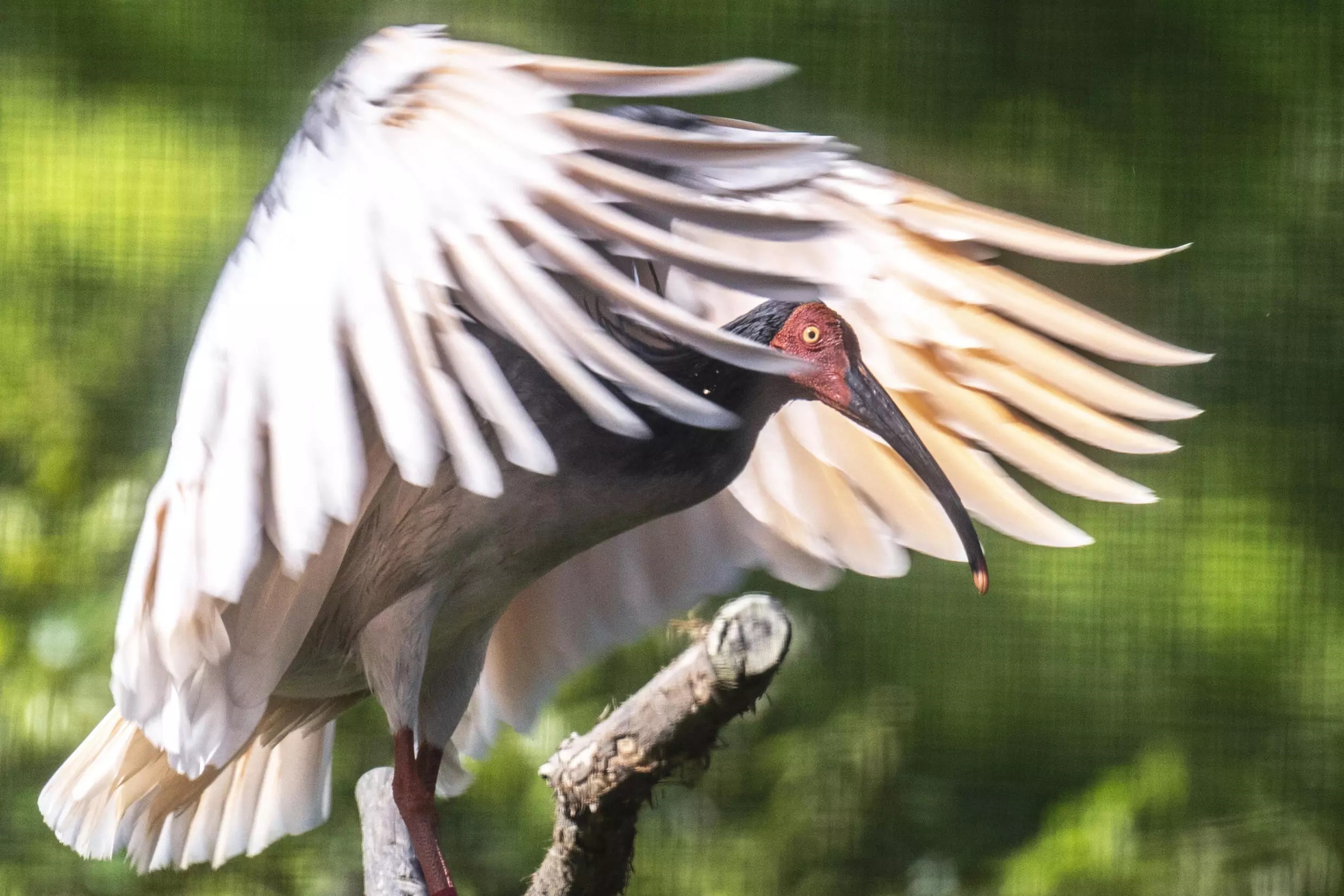 Also known as the Asian crested ibis, Japan's last toki died in 2003. Photo: AFP