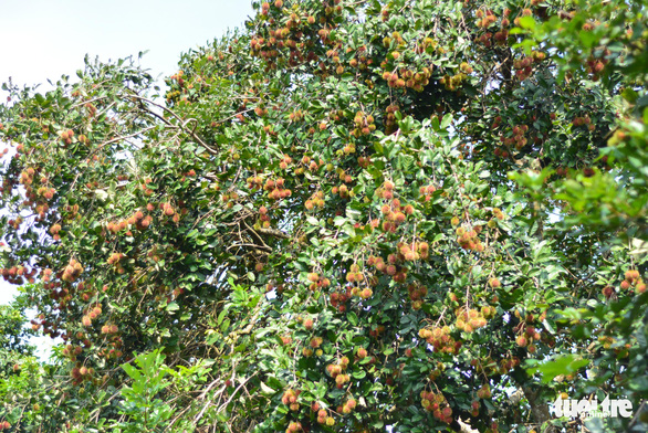 Clusters of ripe rambutan at an orchard in Long Khanh City, Dong Nai Province, Vietnam. Photo: Duc Trong / Tuoi Tre