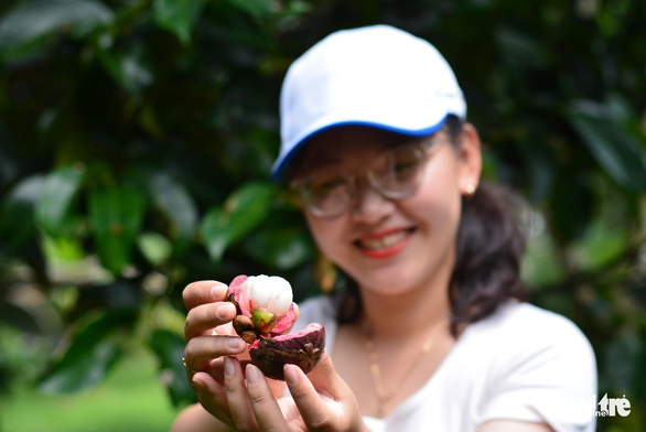 A tourist opens a mangosteen with bare hands at an orchard in Long Khanh City, Dong Nai Province, Vietnam. Photo: Duc Trong / Tuoi Tre
