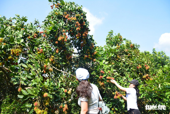 Check out these orchards in Vietnam's Long Khanh City