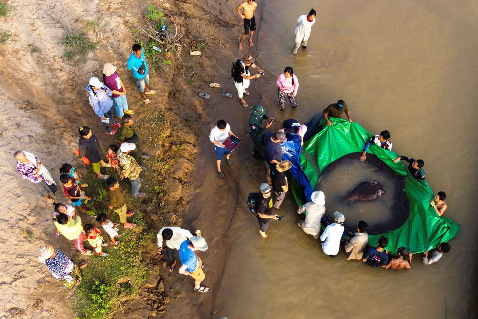 The world's biggest freshwater fish, a giant stingray, that weighs 661 pounds (300 kilograms) is pictured with International scientists, Cambodian fisheries officials, and villagers at Koh Preah island in the Mekong River south of Stung Treng province, Cambodia June 14, 2022. Picture taken with a drone on June 14, 2022. Sinsamout Ounboundisane/FISHBIO/Handout via Reuters
