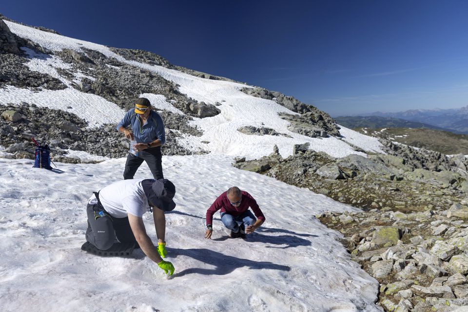 Alberto Amato, Ludovic Gielly and Jade Ezzedine of the Cell and Plant Physiology Laboratory of Grenoble take samples of the Sanguina nivaloides algae, also known as 'snow blood' and which presence accelerates snowmelt at the Brevent in Chamonix, France, June 14, 2022. Picture taken June 14, 2022. Photo: Reuters