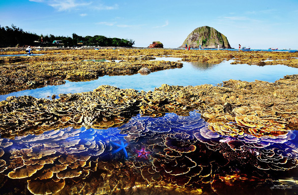 A colorful coral reef at at the Hon Yen national relic site in Phu Yen Province, Vietnam. Photo: Duong Thanh Xuan / Tuoi Tre