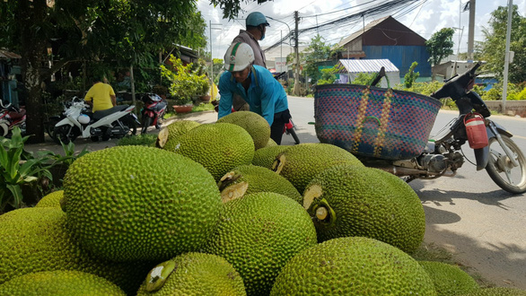 Vietnamese farmers downbeat over tumbling Thai jackfruit prices