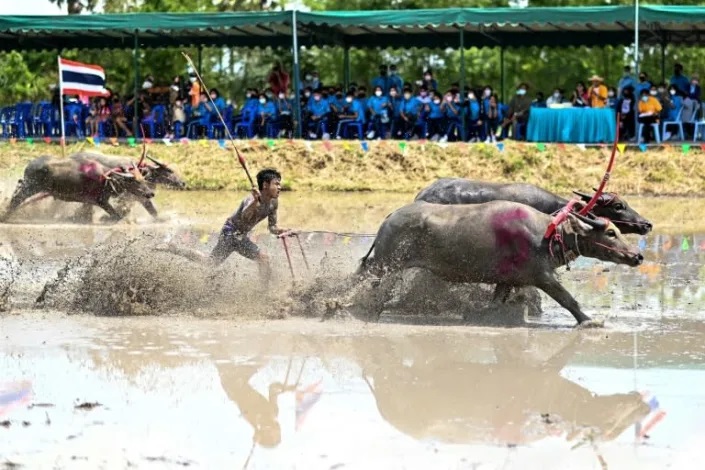The riotously noisy, muddy and slightly chaotic annual tradition marks the beginning of the rice planting season -- with the festival-like atmosphere in the eastern province taking place for the first time in two years. Photo: AFP