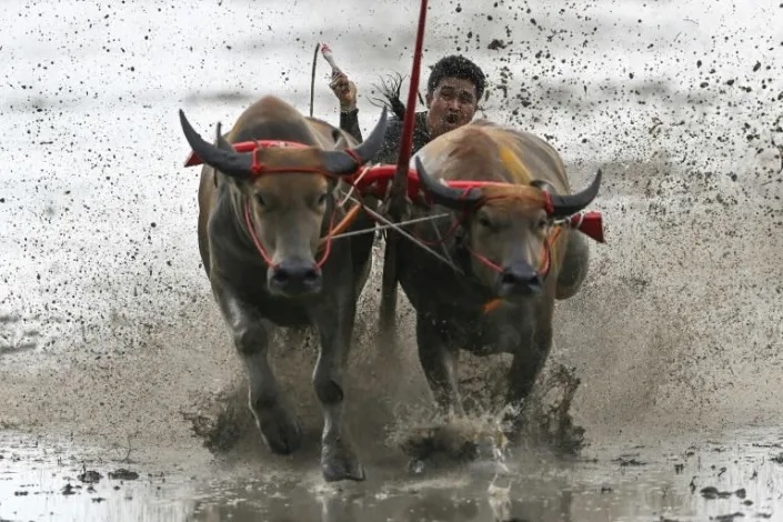 Mud, sweat and cheers: Traditional Thai water buffalo race enthralls crowds