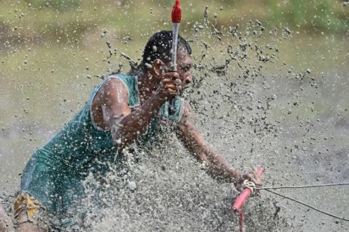 The main event sees four pairs of harnessed buffalo gallop across a decorated paddy field, with intrepid racers sprinting barefoot through the shallow muddy waters and attempting to both control their beasts and remain upright. Photo: AFP