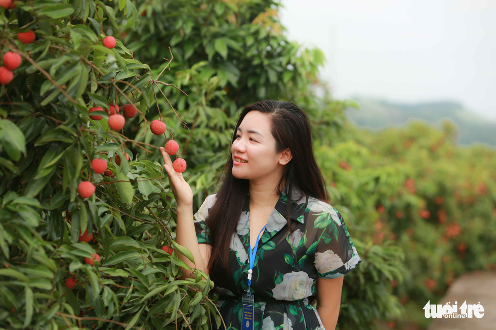 A young woman poses for a photo with a cluster of ripe lychees in Luc Ngan District, Bac Giang Province, Vietnam. Photo: Nguyen Ke / Tuoi Tre